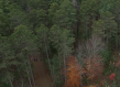 overhead shot of autumn Canadian forest